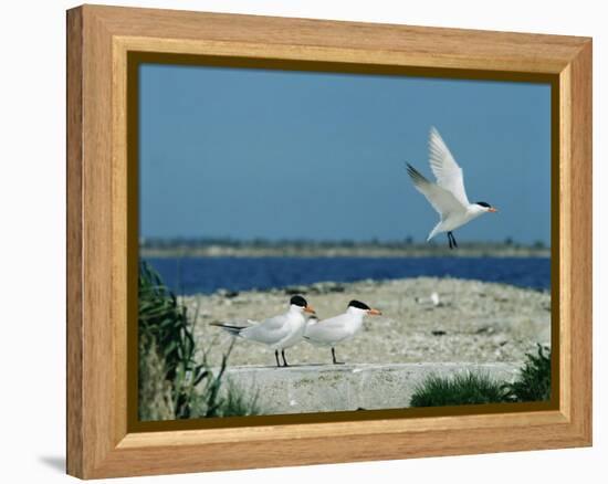 Caspian Terns, Breeding Colony on Island in Baltic Sea, Sweden-Bengt Lundberg-Framed Premier Image Canvas