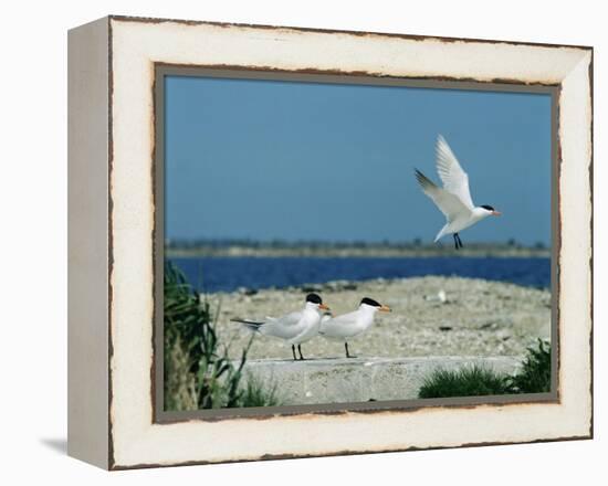 Caspian Terns, Breeding Colony on Island in Baltic Sea, Sweden-Bengt Lundberg-Framed Premier Image Canvas