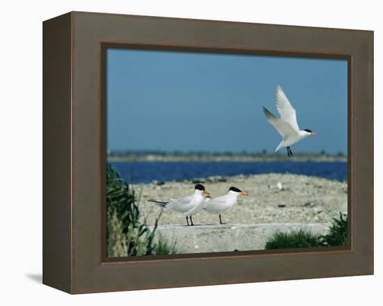 Caspian Terns, Breeding Colony on Island in Baltic Sea, Sweden-Bengt Lundberg-Framed Premier Image Canvas