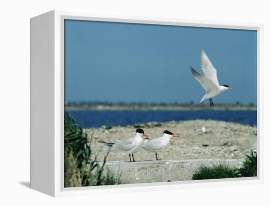 Caspian Terns, Breeding Colony on Island in Baltic Sea, Sweden-Bengt Lundberg-Framed Premier Image Canvas