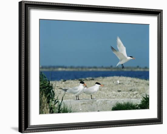 Caspian Terns, Breeding Colony on Island in Baltic Sea, Sweden-Bengt Lundberg-Framed Photographic Print