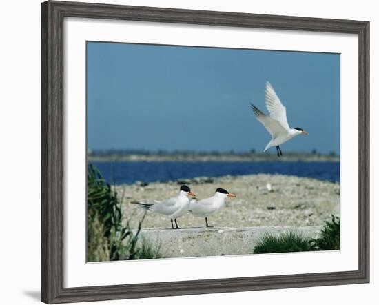 Caspian Terns, Breeding Colony on Island in Baltic Sea, Sweden-Bengt Lundberg-Framed Photographic Print