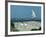 Caspian Terns, Breeding Colony on Island in Baltic Sea, Sweden-Bengt Lundberg-Framed Photographic Print