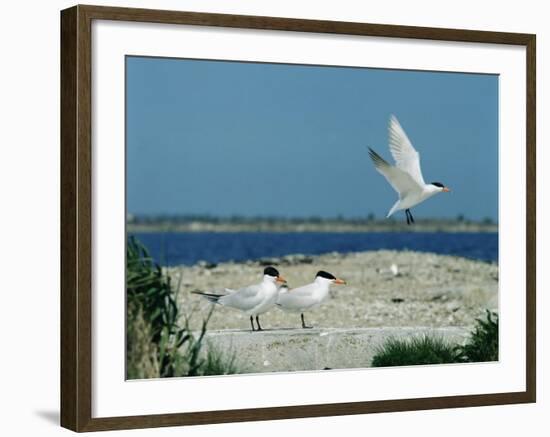 Caspian Terns, Breeding Colony on Island in Baltic Sea, Sweden-Bengt Lundberg-Framed Photographic Print