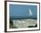 Caspian Terns, Breeding Colony on Island in Baltic Sea, Sweden-Bengt Lundberg-Framed Photographic Print