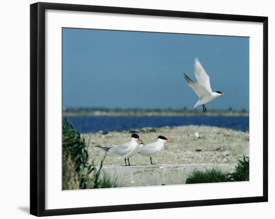 Caspian Terns, Breeding Colony on Island in Baltic Sea, Sweden-Bengt Lundberg-Framed Photographic Print