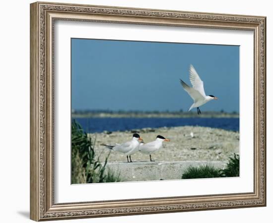 Caspian Terns, Breeding Colony on Island in Baltic Sea, Sweden-Bengt Lundberg-Framed Photographic Print