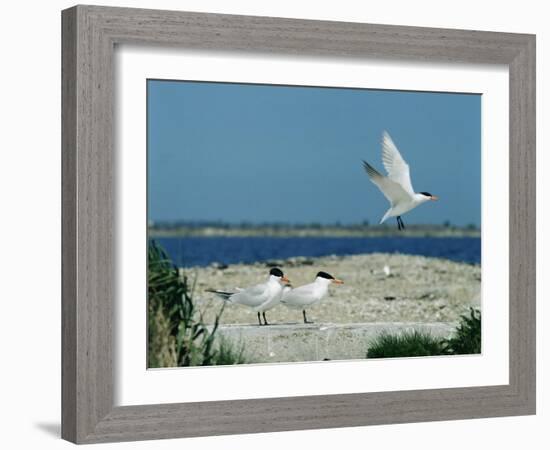 Caspian Terns, Breeding Colony on Island in Baltic Sea, Sweden-Bengt Lundberg-Framed Photographic Print