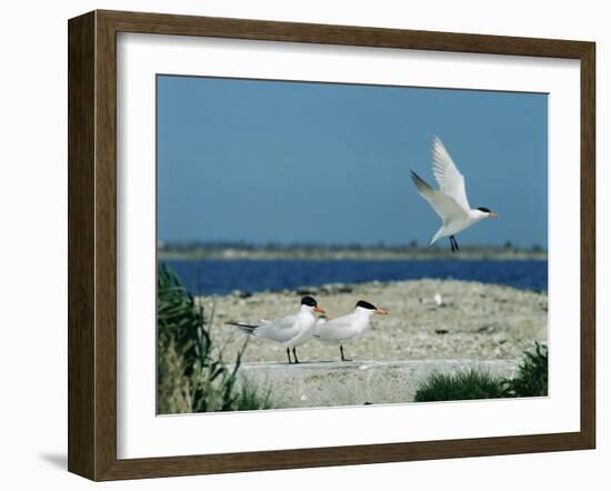 Caspian Terns, Breeding Colony on Island in Baltic Sea, Sweden-Bengt Lundberg-Framed Photographic Print