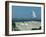 Caspian Terns, Breeding Colony on Island in Baltic Sea, Sweden-Bengt Lundberg-Framed Photographic Print