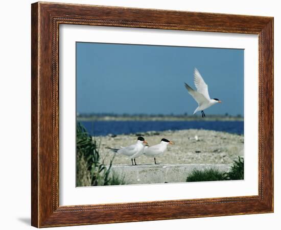 Caspian Terns, Breeding Colony on Island in Baltic Sea, Sweden-Bengt Lundberg-Framed Photographic Print