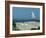 Caspian Terns, Breeding Colony on Island in Baltic Sea, Sweden-Bengt Lundberg-Framed Photographic Print