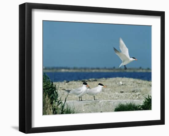 Caspian Terns, Breeding Colony on Island in Baltic Sea, Sweden-Bengt Lundberg-Framed Photographic Print