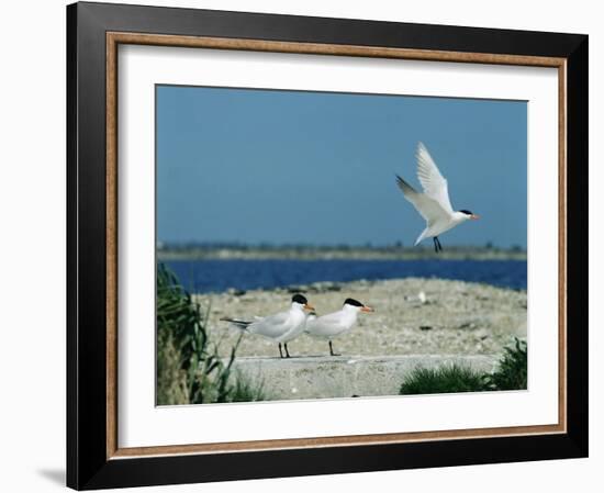 Caspian Terns, Breeding Colony on Island in Baltic Sea, Sweden-Bengt Lundberg-Framed Photographic Print