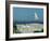 Caspian Terns, Breeding Colony on Island in Baltic Sea, Sweden-Bengt Lundberg-Framed Photographic Print