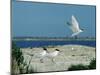 Caspian Terns, Breeding Colony on Island in Baltic Sea, Sweden-Bengt Lundberg-Mounted Photographic Print