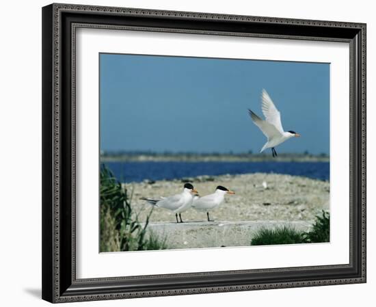 Caspian Terns, Breeding Colony on Island in Baltic Sea, Sweden-Bengt Lundberg-Framed Photographic Print