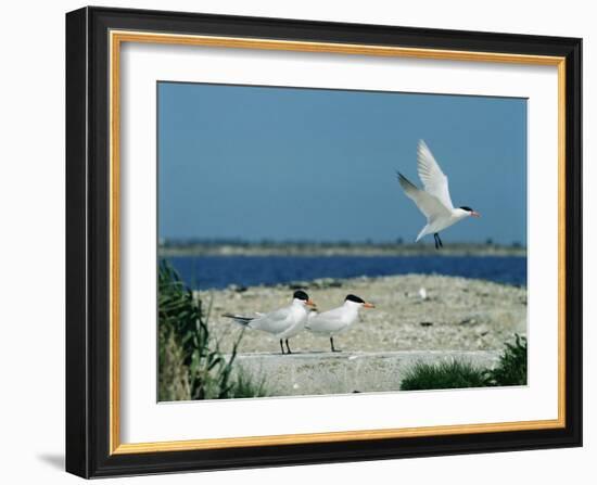 Caspian Terns, Breeding Colony on Island in Baltic Sea, Sweden-Bengt Lundberg-Framed Photographic Print