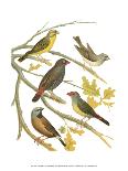 Tropical Birds III-Cassel-Art Print