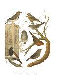 Canaries and Cage Birds I-Cassel-Art Print