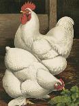 Cassell's Roosters VI-Cassel-Art Print
