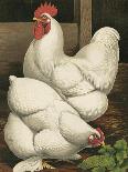 Cassell's Roosters III-Cassel-Art Print