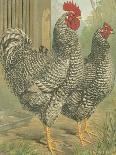 Cassell's Roosters VI-Cassel-Art Print