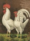 Cassell's Roosters I-Cassel-Art Print