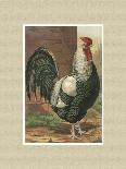 Roosters with Mat IV-Cassel-Art Print