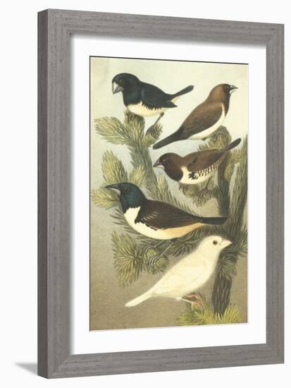 Cassel's Petite Songbirds IV-Cassel-Framed Art Print