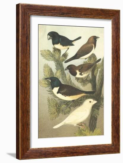 Cassel's Petite Songbirds IV-Cassel-Framed Art Print