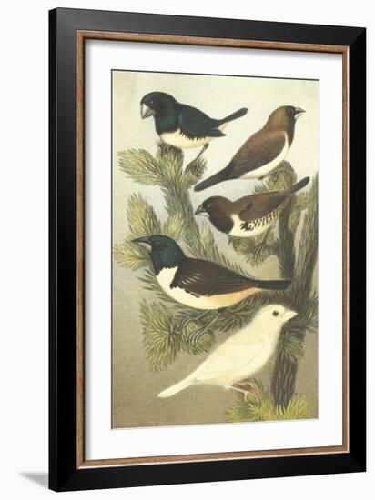 Cassel's Petite Songbirds IV-Cassel-Framed Art Print