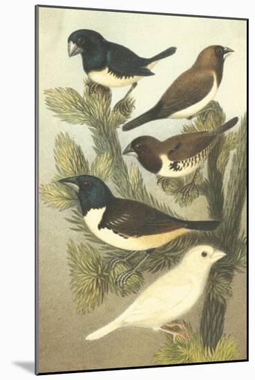Cassel's Petite Songbirds IV-Cassel-Mounted Art Print
