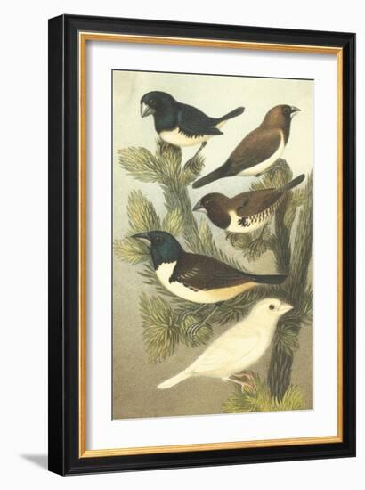 Cassel's Petite Songbirds IV-Cassel-Framed Art Print