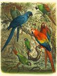Canaries and Cage Birds II-Cassel-Art Print