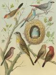 Red Cassel Birds II-Cassell-Art Print