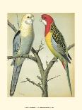 Cassell's Parrots II-Cassell-Mounted Art Print