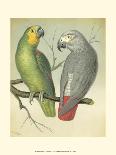 Cassell's Parrots IV-Cassell-Framed Art Print