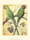 Cassell's Parrots IV-Cassell-Art Print