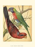 Cassell's Parrots II-Cassell-Mounted Art Print