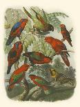 Cassell's Parrots II-Cassell-Mounted Art Print