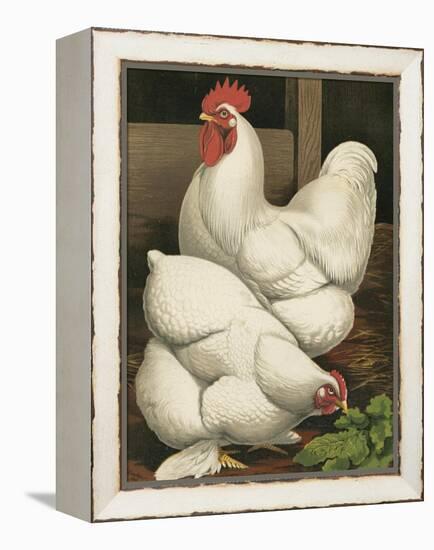 Cassell's Roosters I-Cassel-Framed Stretched Canvas