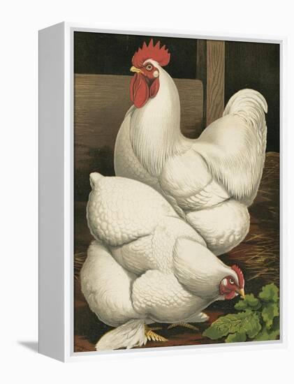 Cassell's Roosters I-Cassel-Framed Stretched Canvas