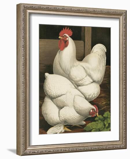 Cassell's Roosters I-Cassel-Framed Art Print