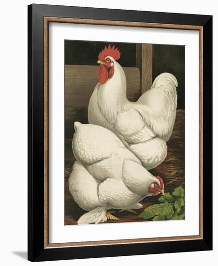 Cassell's Roosters I-Cassel-Framed Art Print