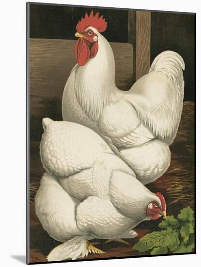 Cassell's Roosters I-Cassel-Mounted Art Print