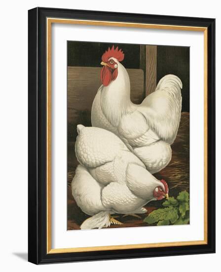 Cassell's Roosters I-Cassel-Framed Art Print