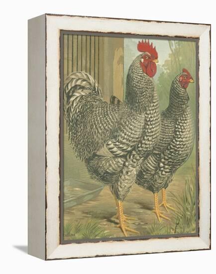 Cassell's Roosters II-Cassel-Framed Stretched Canvas