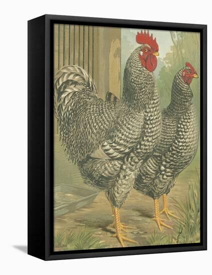 Cassell's Roosters II-Cassel-Framed Stretched Canvas