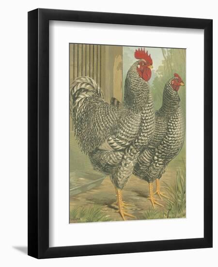 Cassell's Roosters II-Cassel-Framed Premium Giclee Print